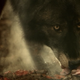Illustration for article titled emHemlock Grove/em has fantastic werewolves, but its story lacks bite
